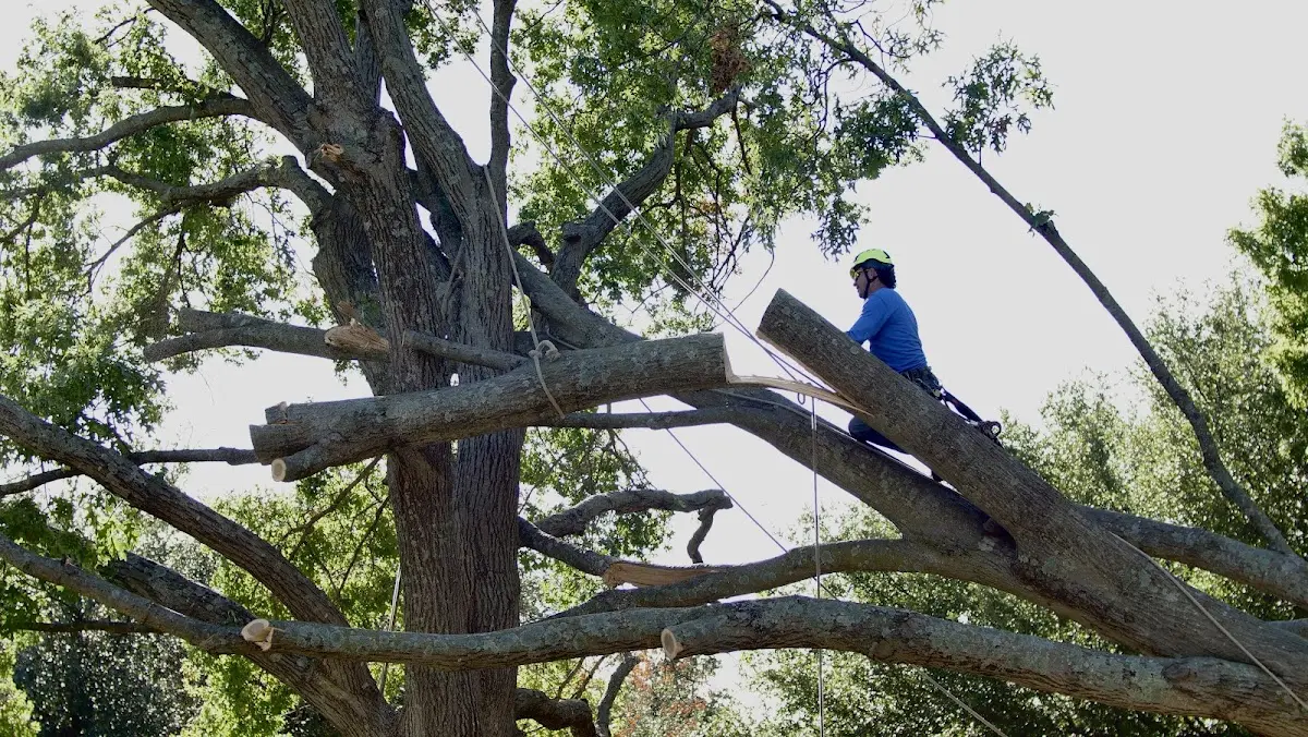 Professional Crown Thinning performed by certified arborists in Langley
